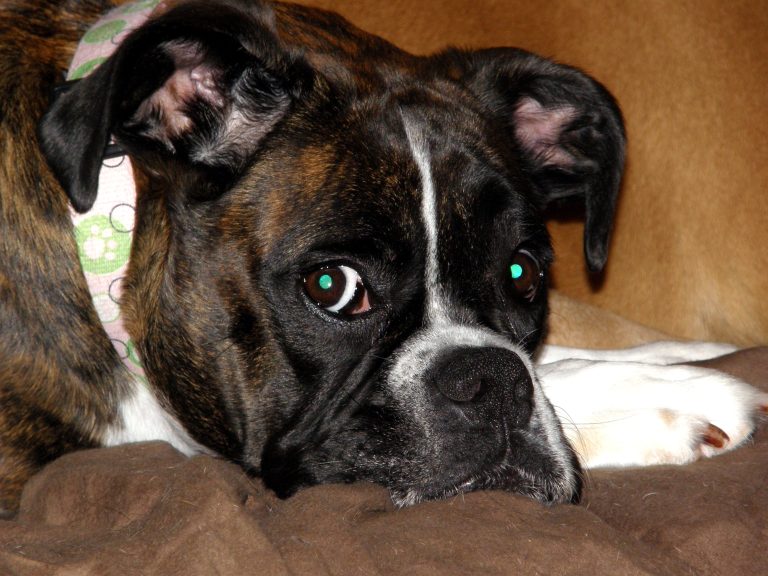 Photo of a pet Boxer dog.