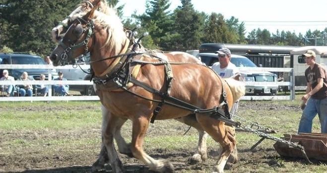 Photo of horses a Fall Fair